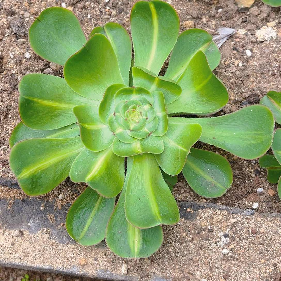 暴君多肉植物窄锦