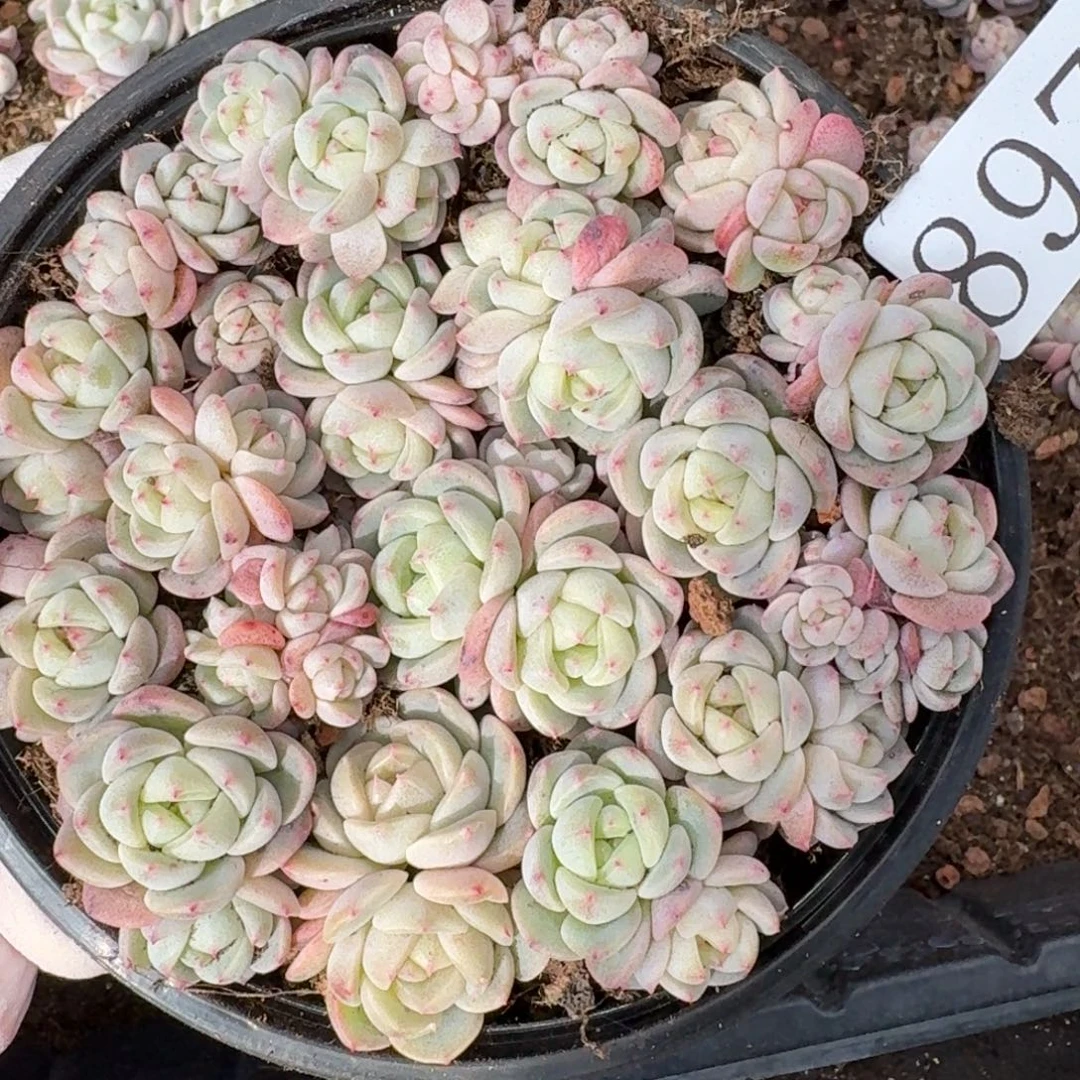 多肉植物多肉植物897