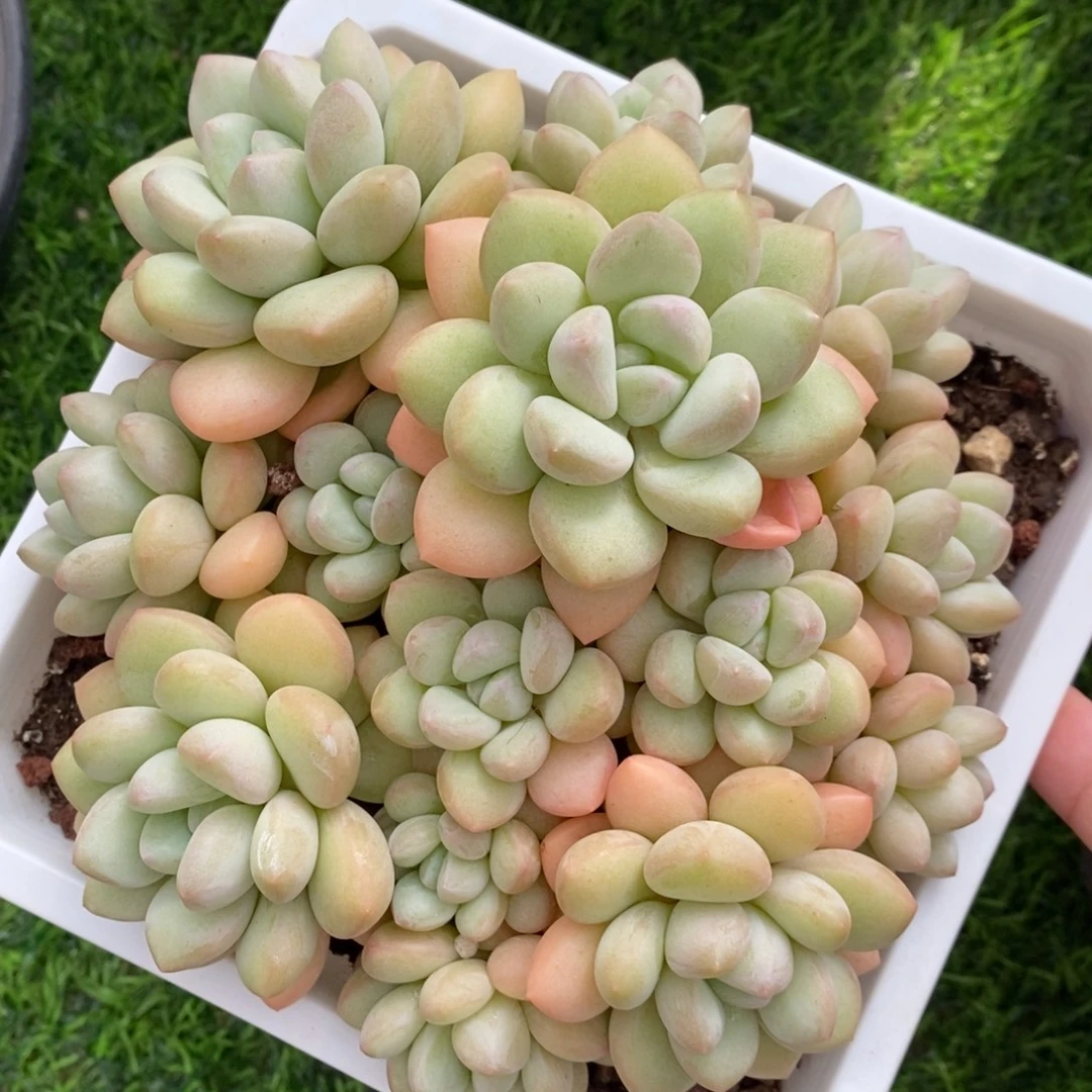 泡泡糖 一物一拍