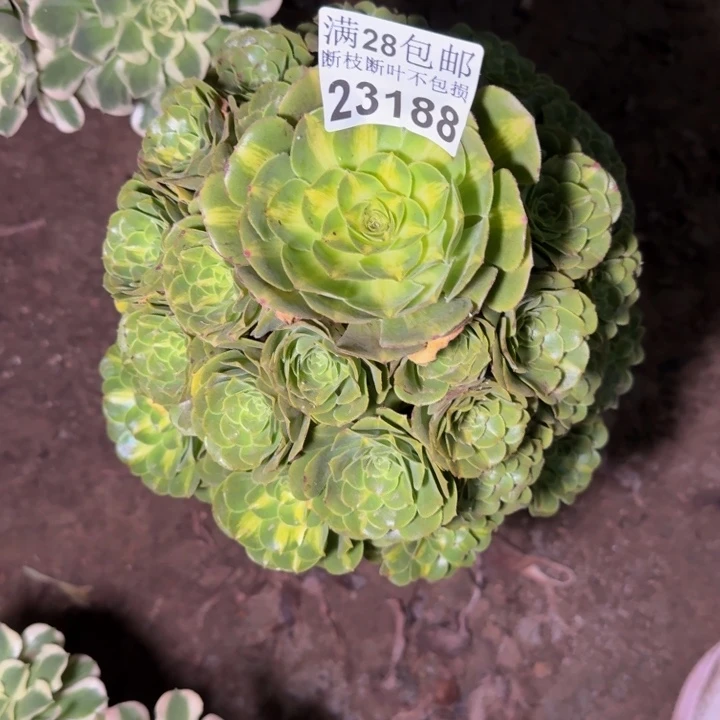 23188琉璃多肉植物