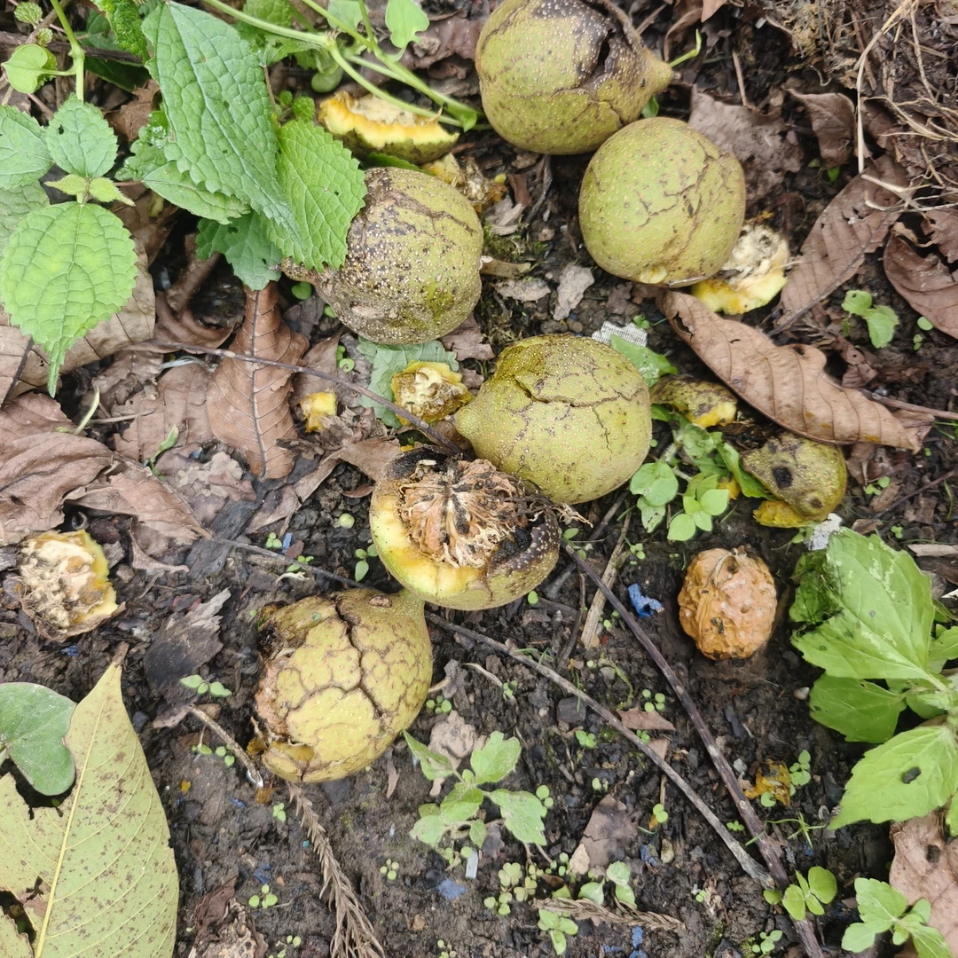 贵州山核桃，，，，，
