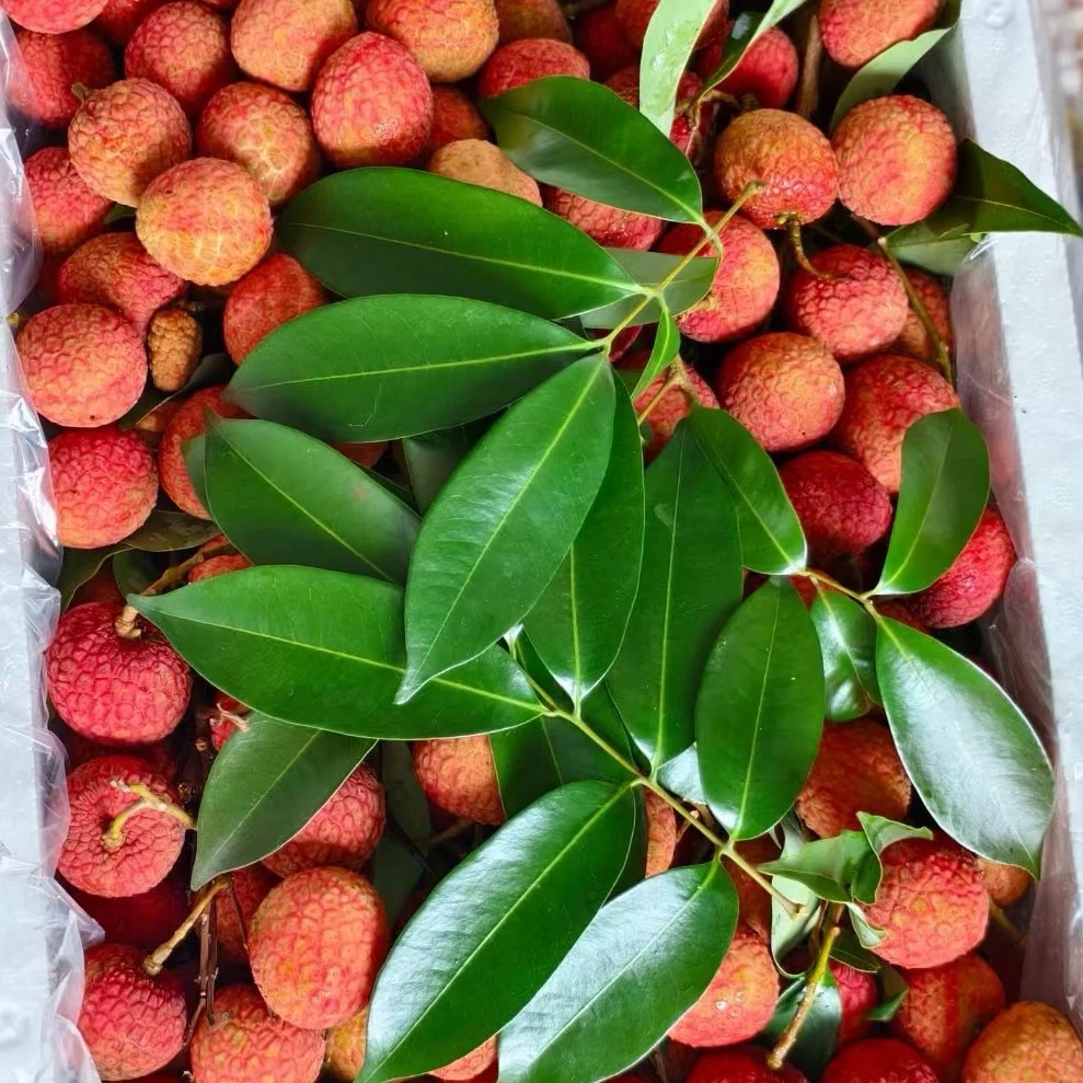 【冷链包邮】新鲜白糖罂荔枝应季水果 京东冷链包邮 坏果包赔