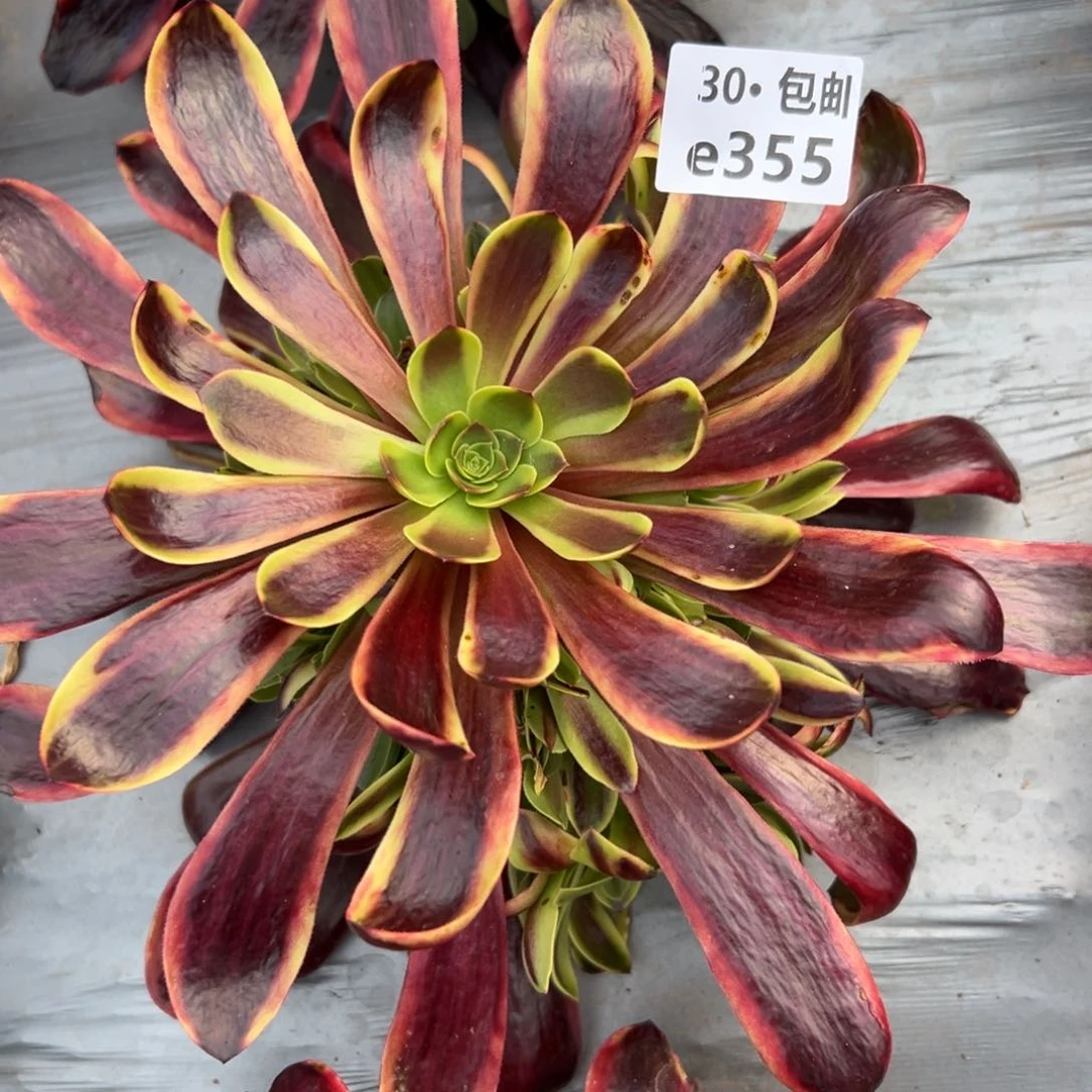 355欧嘉莉多肉法师