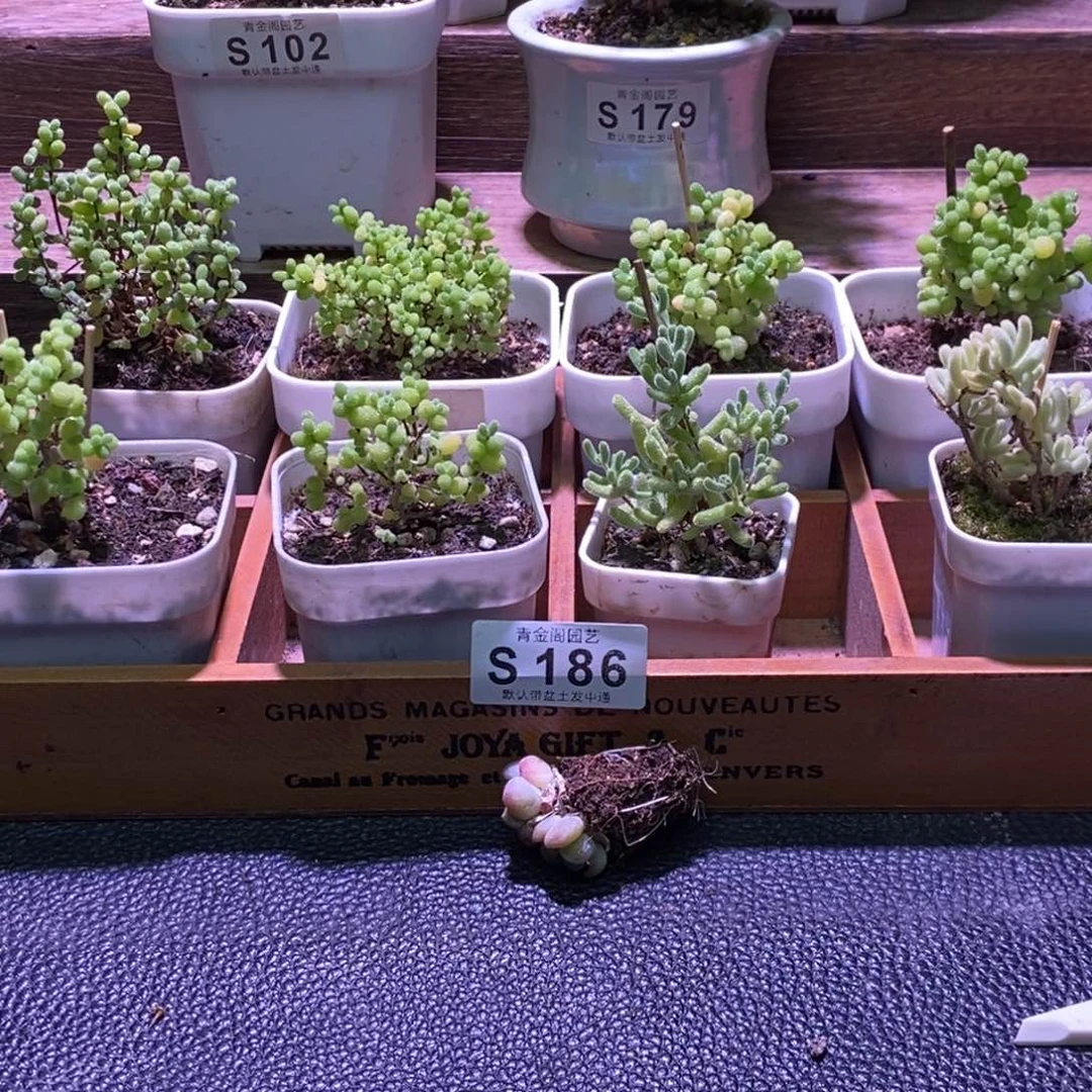 枝干番杏框拍福利S186