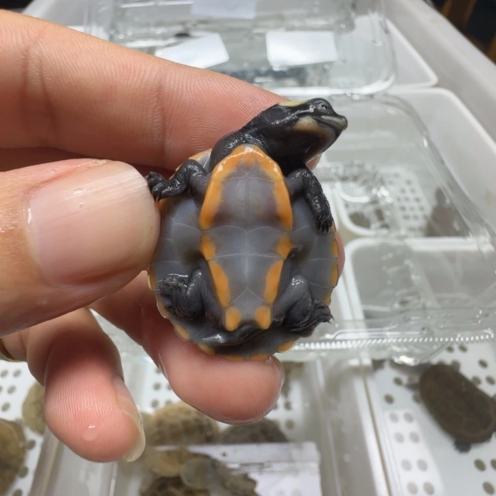 ****Y不分公母宠物龟圆澳苗