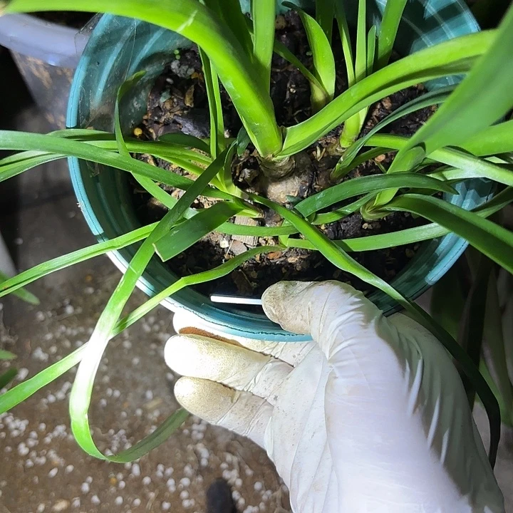 无花朵朱顶红钻石宝贝2+11侧