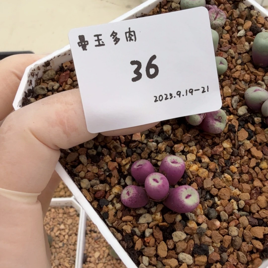 美***河多肉多肉多肉9.19-036