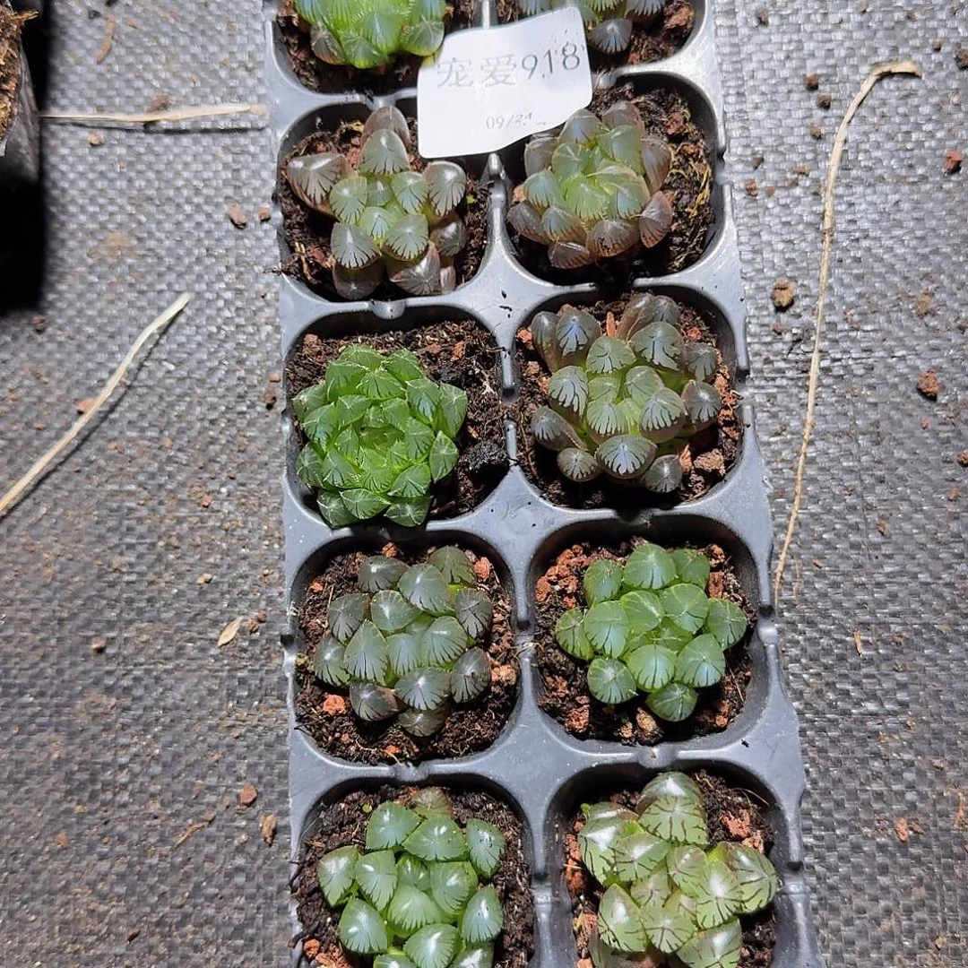 直播福利一物一拍918