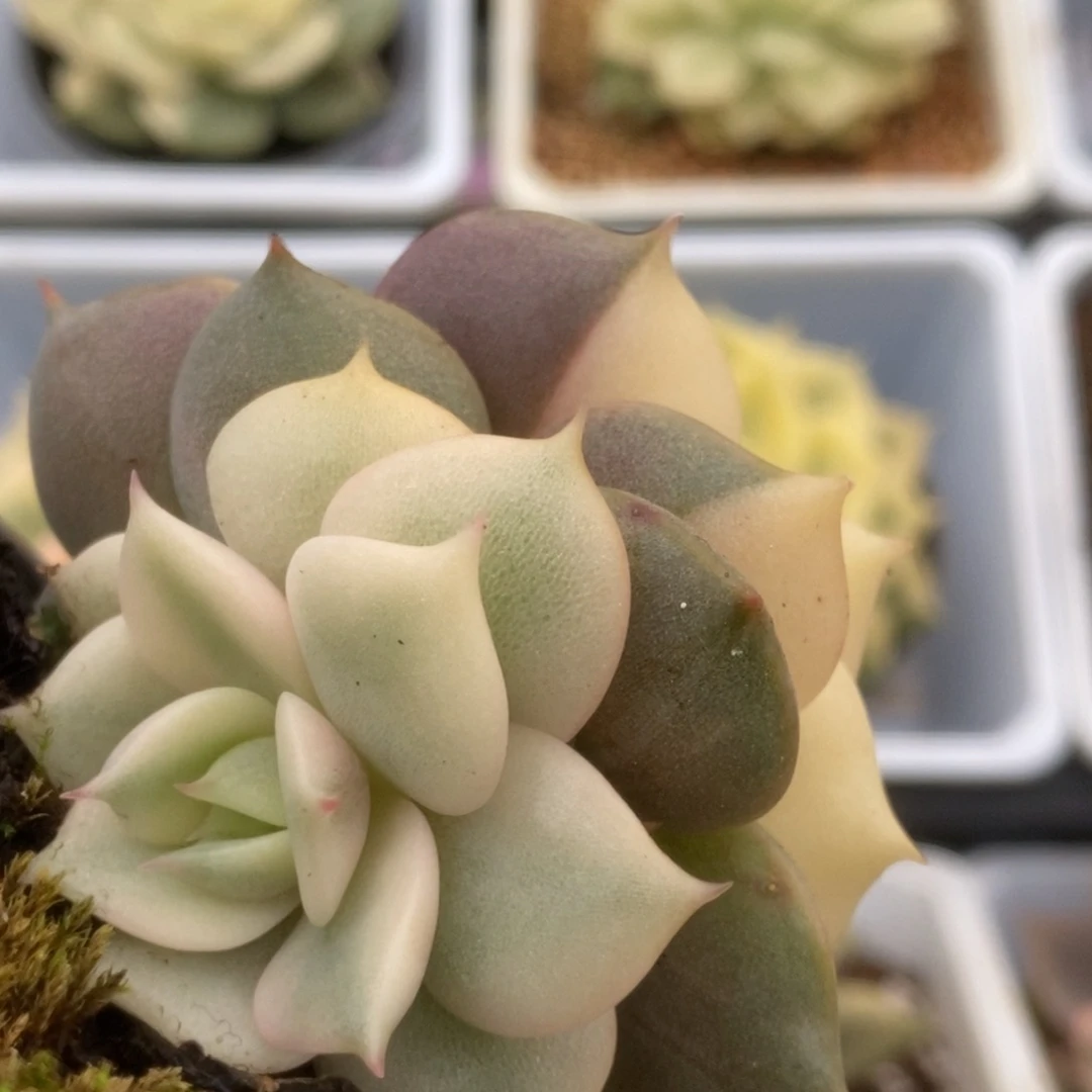 286贝加尔湖一头全锦一头覆轮