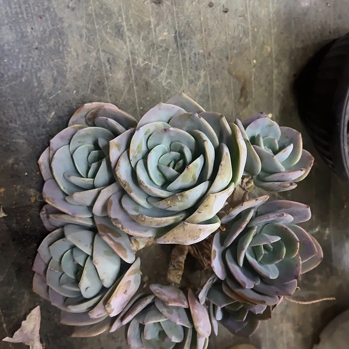 291无砍圆叶凤群生