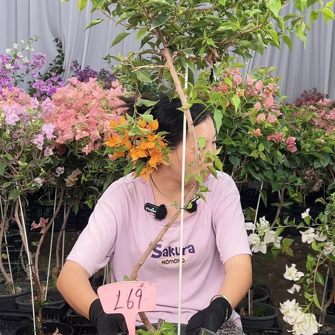 诺***丽大部分花苞少量开放L69橙桑巴