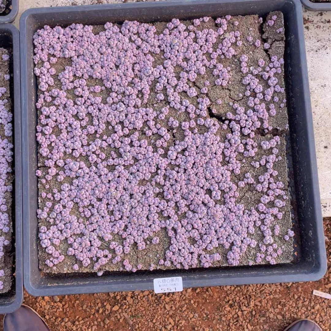 廖**城云糖心多肉植物551