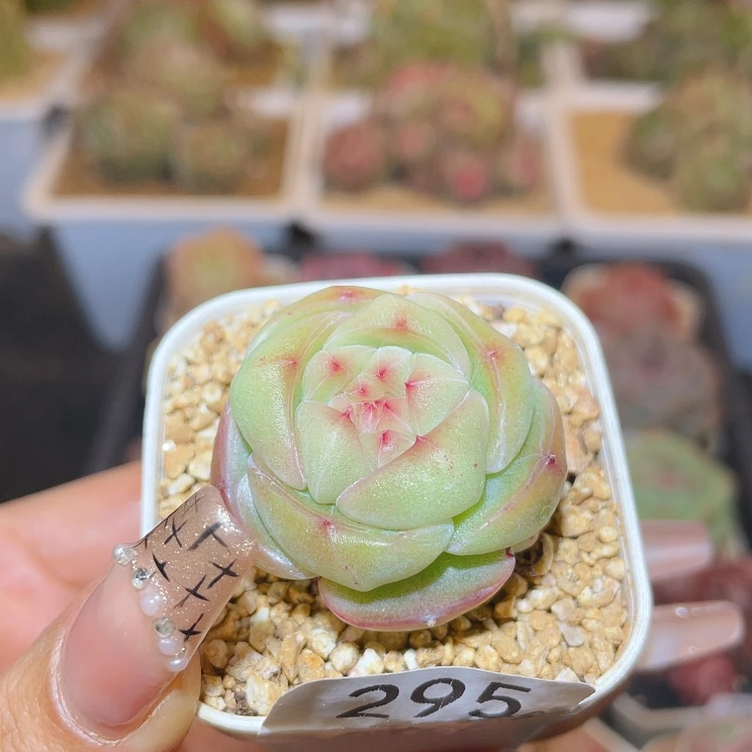 450云梦泽哈哈哈哈哈