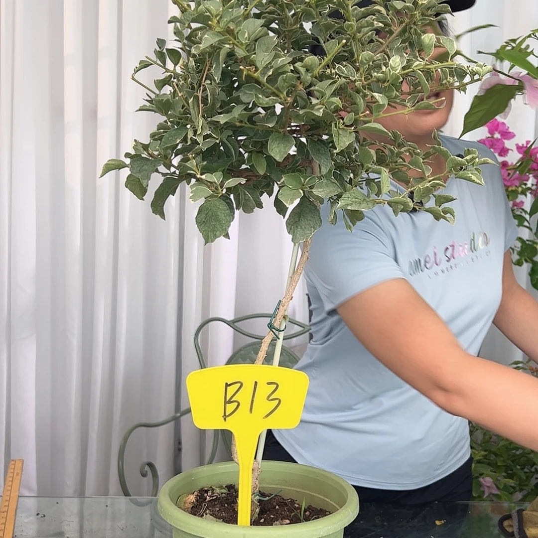 当前无花栽培后可以开花爱*?B13少女心