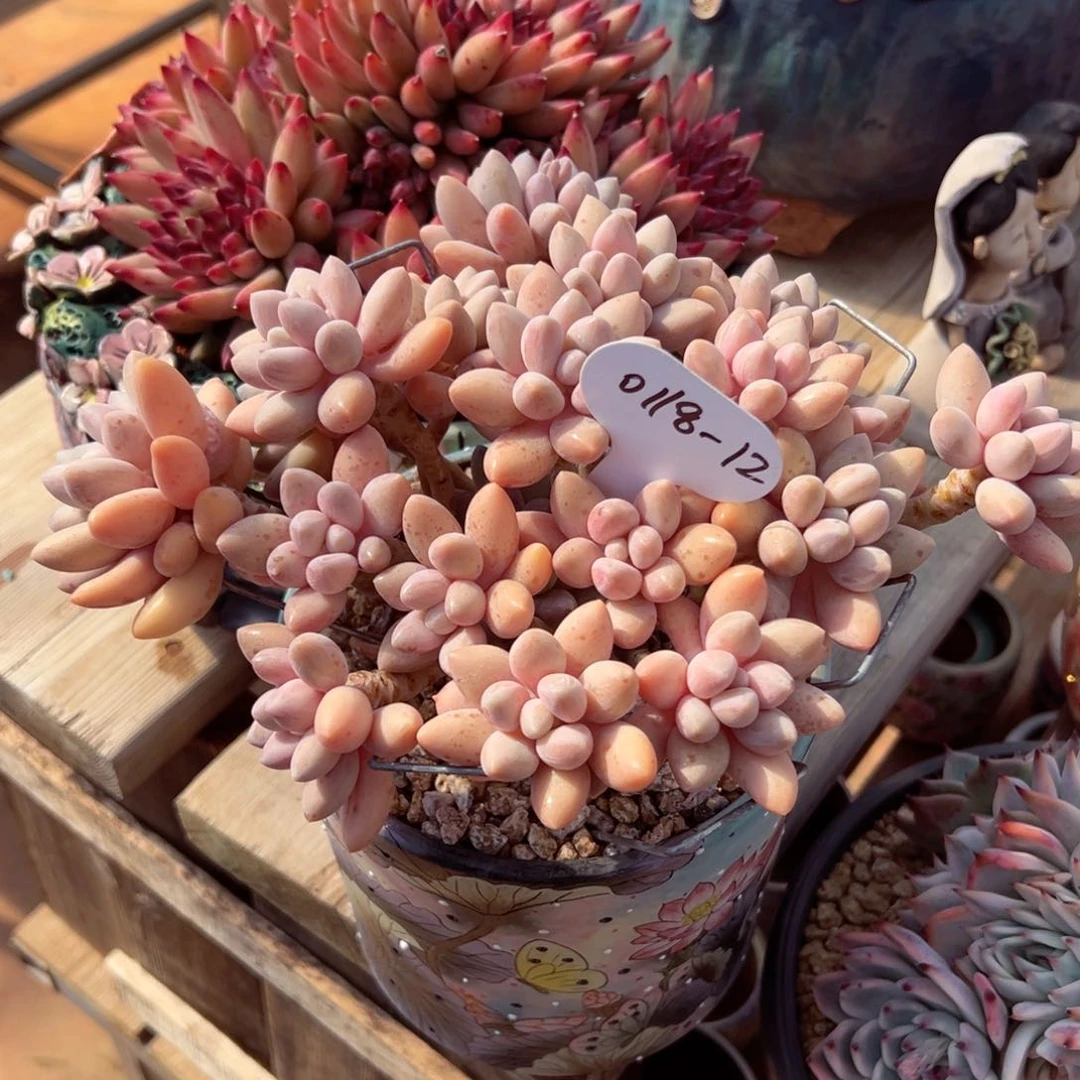 雅*?0118-12粉色恋人