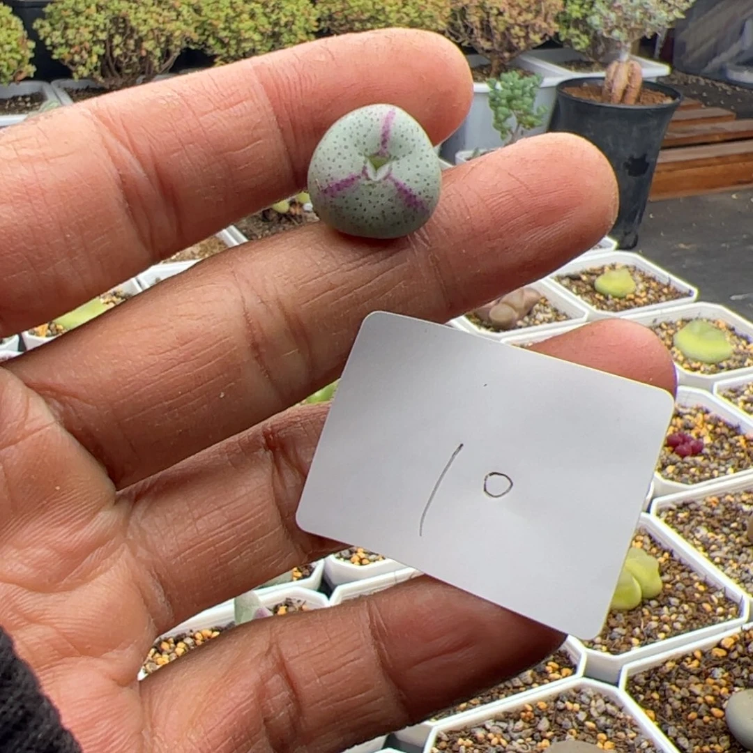 慢***李12.15将杂多肉植物10