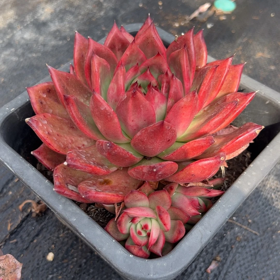 多肉植物单头壮壮
