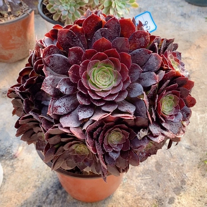 807赤艳莲多肉法师