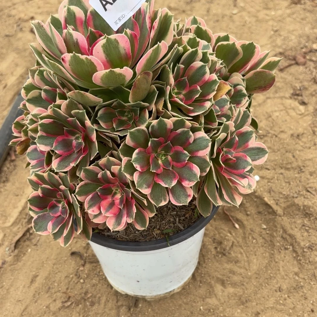 妖月多肉断枝不包232