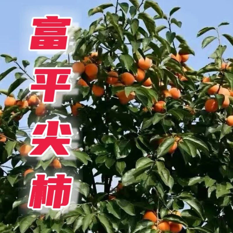 陕西富平大尖柿富平柿饼新鲜当季脆软多汁香甜产地发货
