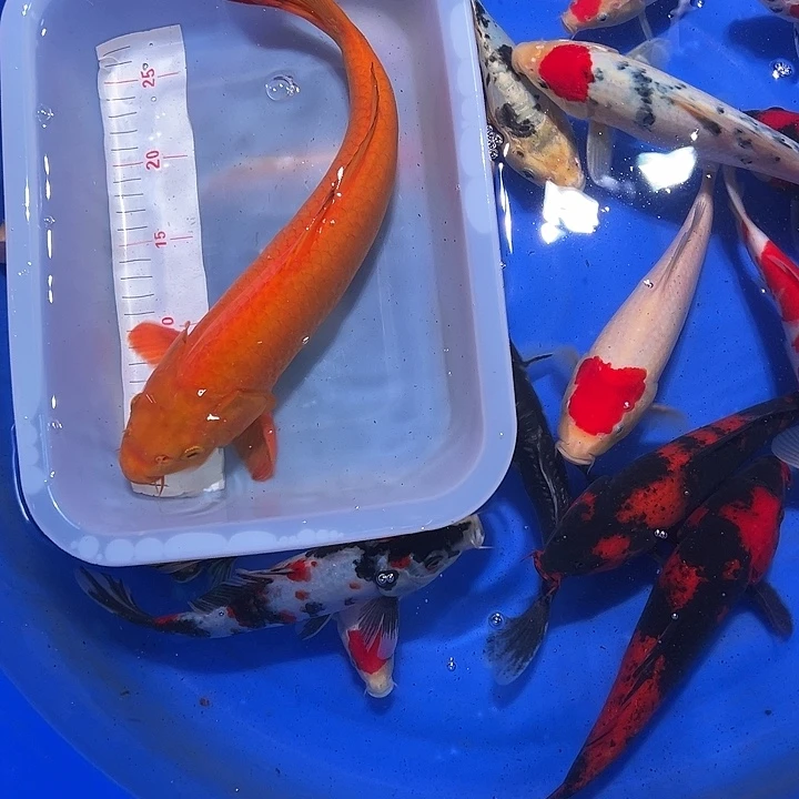 R***h海水锦鲤的尾巴和尾巴