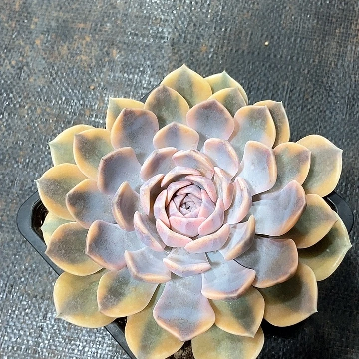 汉堡锦 多肉植物的