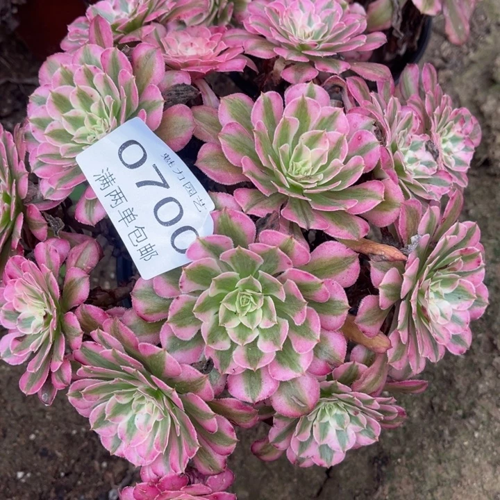 红铜的人多肉的人0700