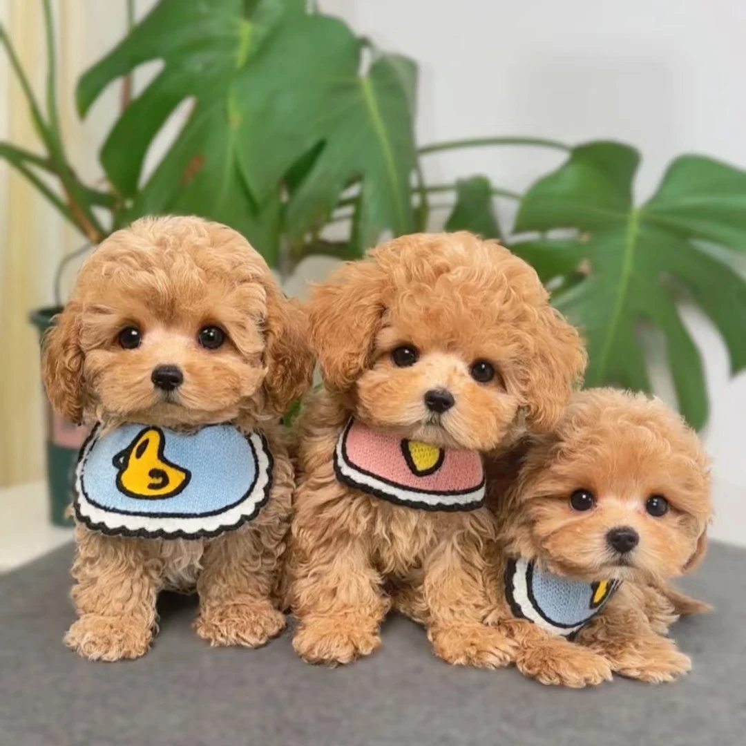 甜美可爱纯种小体泰迪熊幼犬家养宠物活体
