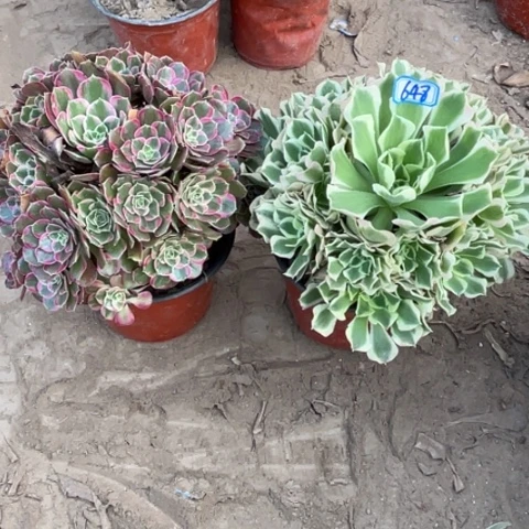 648多肉植物组合，
