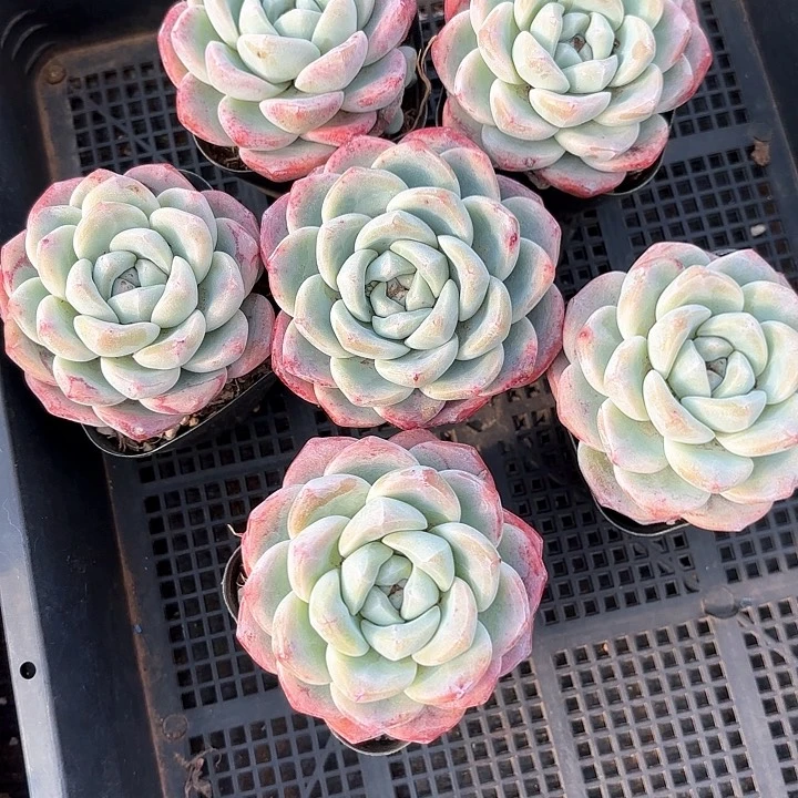 多肉植物，奶油冰玉