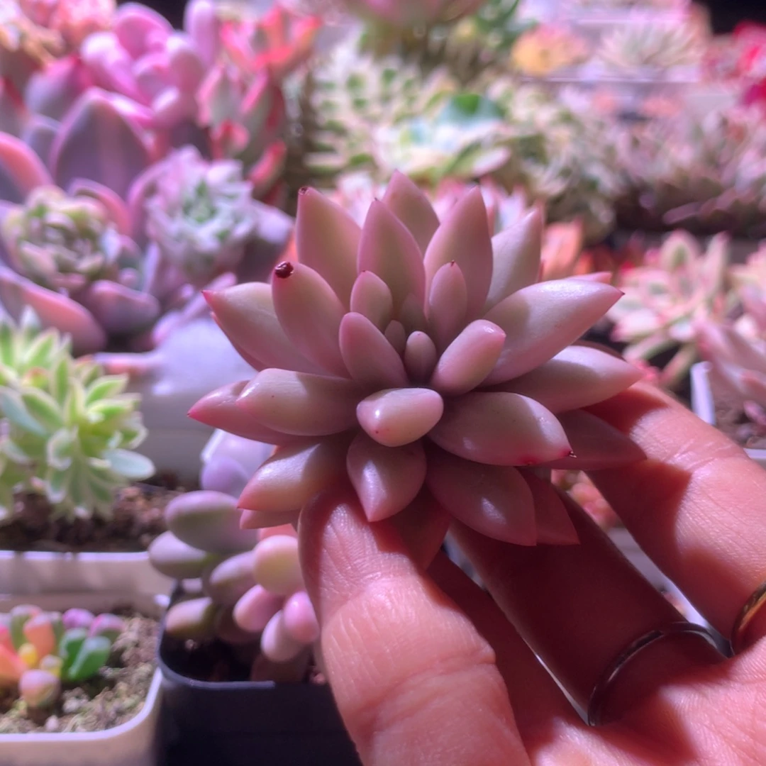 蜜桃啵啵覆轮锦有根