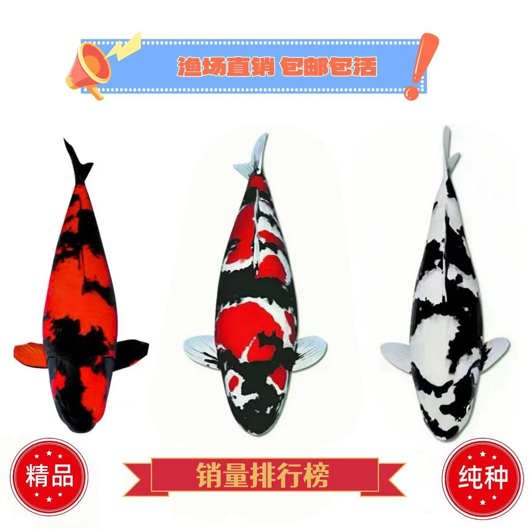 日系锦鲤活鱼冷水观赏鱼红白三色纯种发财鱼好养耐活