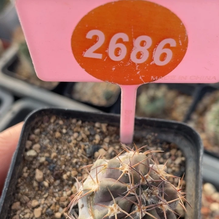 星***爸实生仙人球268600000