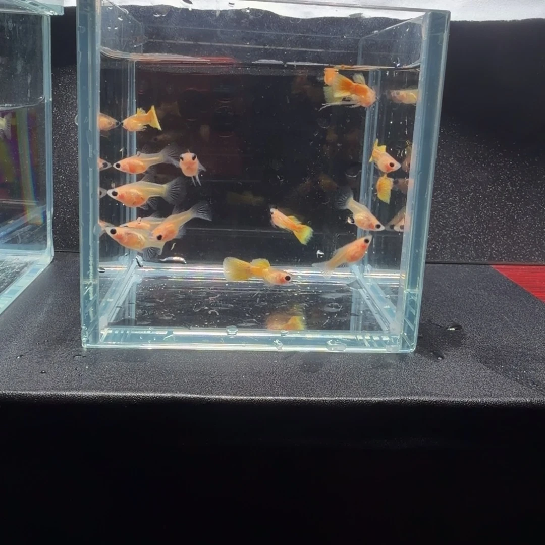 孔雀鱼黄金玻璃猫16条练手鱼