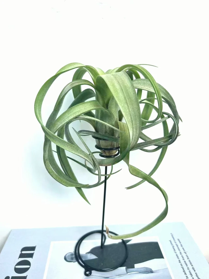 空气凤梨 花卷+高脚螺旋花架无土栽培室内桌面绿植盆景