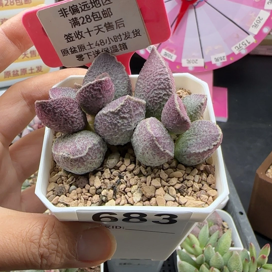 683哈莫猪肝多肉植物