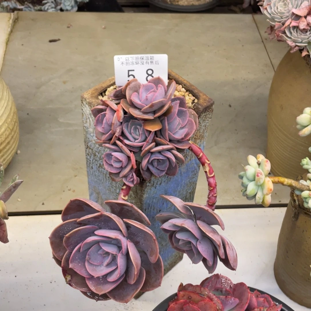 丑**?黑大帅多肉58尘埃