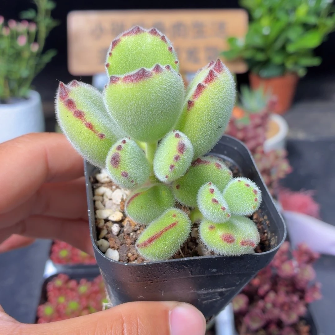 绿熊9.9包邮发货