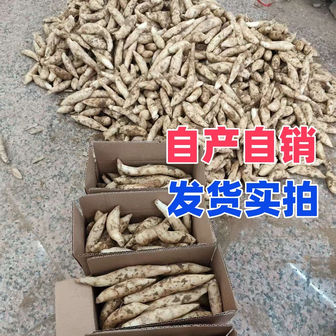 【产地直销】2025广东竹薯冬薯岺薯凉薯竹芋新鲜煲汤汤料清热祛湿