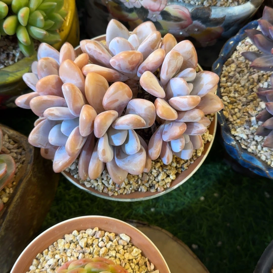 多肉植物粉兔群生