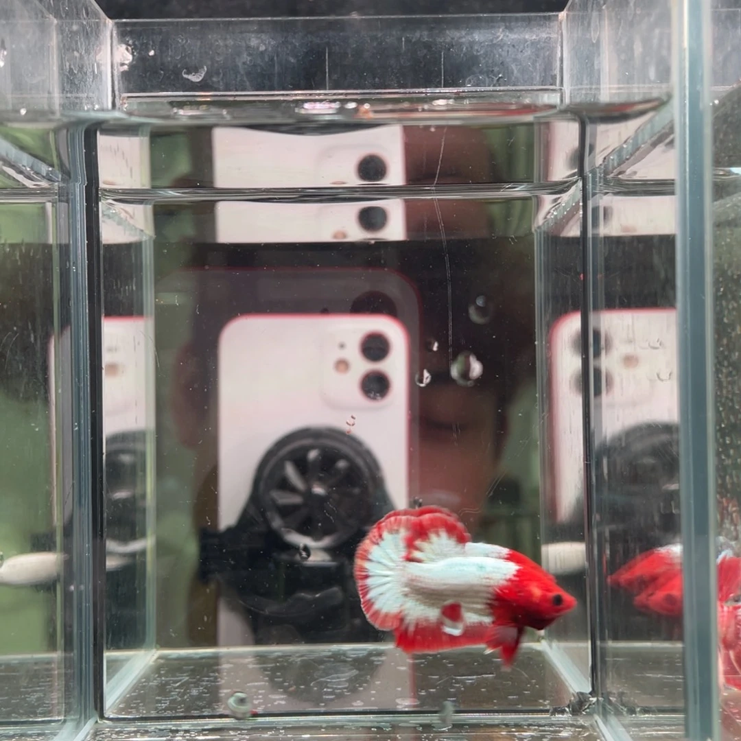 斗鱼印尼精品斗鱼15