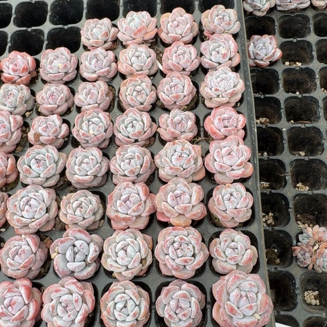 紫皮星影穴盘3厘米20颗不售后