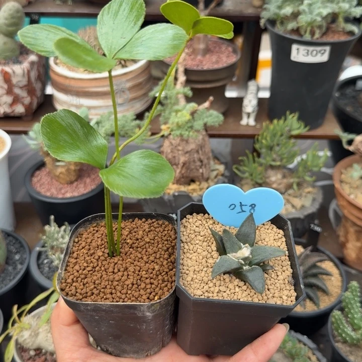 蝶****佳铁树+牡丹（满28包邮）