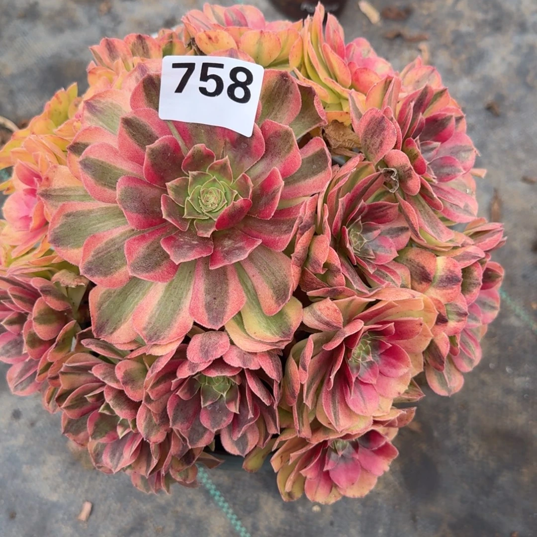 老庄雨河多肉植物758