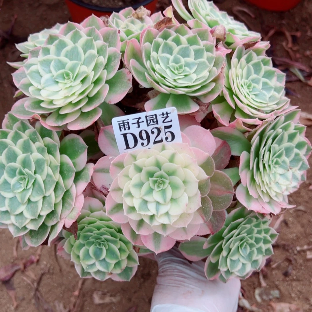 925海王尺寸20左右
