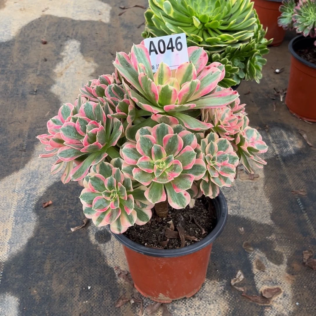 多肉植物粉女郎046多肉