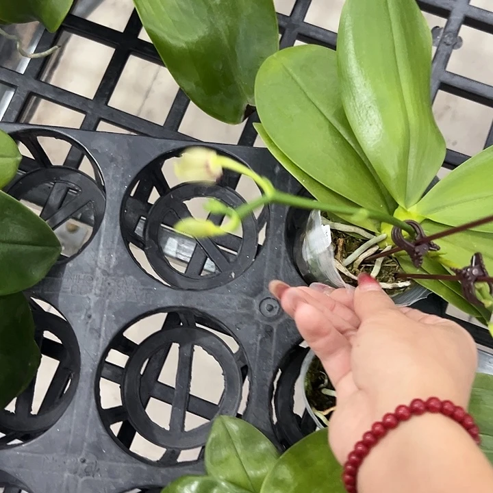 太***俊不开花植物柳林3485