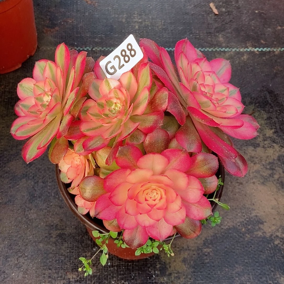 红陶288荔枝3多肉冠服15.6丛林