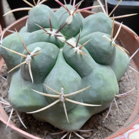 非冠龙仙人球25米xrq