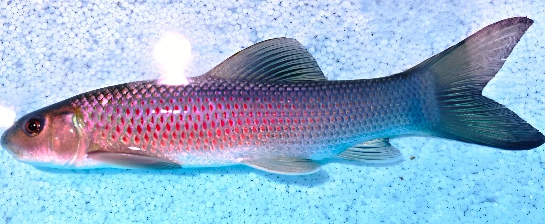 青龙棒鱼川华鲮稀有淡水原生溪流广温性中低层养殖可观赏